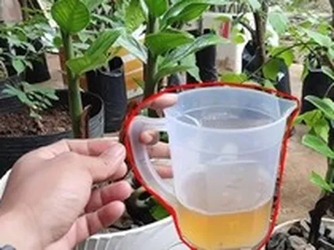 5 "nước uống" yêu thích nhất của cây kim tiền