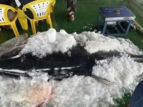 Ngư dân Gia Lai liên tiếp trúng đậm cá ngừ đại dương “khủng”