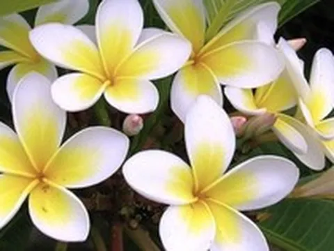 Cảnh báo ngộ độc từ những cây cảnh "ngắm thì đẹp, chạm thì nguy" trong vườn nhà