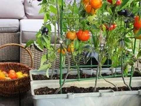 7 loại cây tốt nhất để trồng ở ban công: Vừa được thu hoạch trái ăn, vừa đẹp mắt