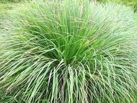 Lời khuyên đến những gia đình đang trồng sả