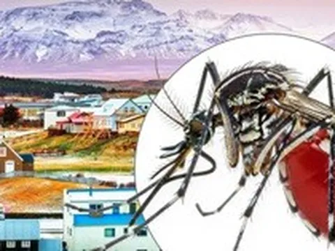 Vì sao Iceland không có con muỗi nào?