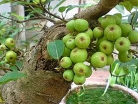 Lời khuyên dành cho các gia đình đang trồng cây sung