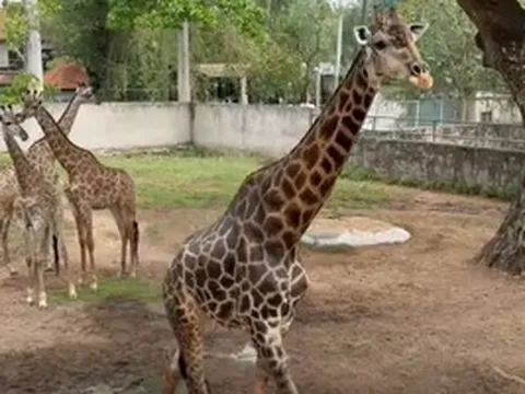 Ngày mai (30-4) Thảo Em “lên xe hoa” tại Thảo Cầm Viên