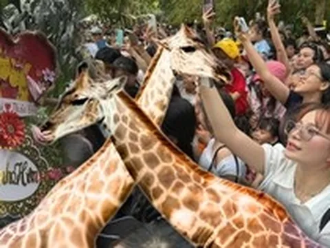 ĐỘC LẠ NGÀY LỄ: Biển người đổ bộ Thảo Cầm Viên từ sớm chỉ để... dự đám cưới hươu cao cổ!