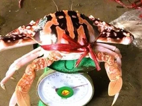 Vụ hóa đơn bữa ăn 18 triệu đồng: Ghẹ đỏ là hải sản gì mà giá tới 1,7 triệu/kg ở Sầm Sơn?