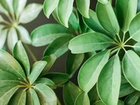 3 loại cây người giàu thường chọn trồng trong nhà để "gác cửa, giữ tiền, chặn xui"