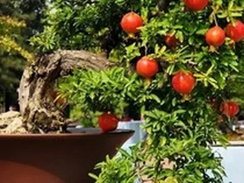 Lời khuyên dành cho các gia đình đang trồng cây lựu