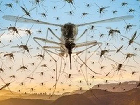 Vì sao nước Mỹ cố tình thả hàng tỷ con muỗi vào môi trường tự nhiên?