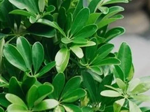 Lời khuyên dành cho những gia đình đang trồng cây ngũ gia bì