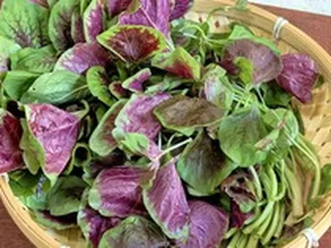 Loại rau "trường thọ" mùa hè ra chợ là có, chứa lượng axit folic gấp 46 lần dưa chuột