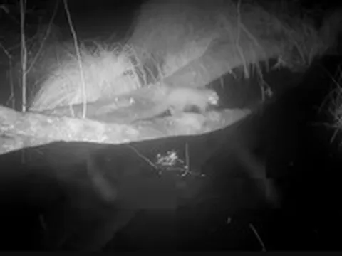 Loài vật cực hiếm tưởng tuyệt chủng bất ngờ "sống lại" sau 100 năm: Camera giấu kín ghi lại cảnh đặc biệt