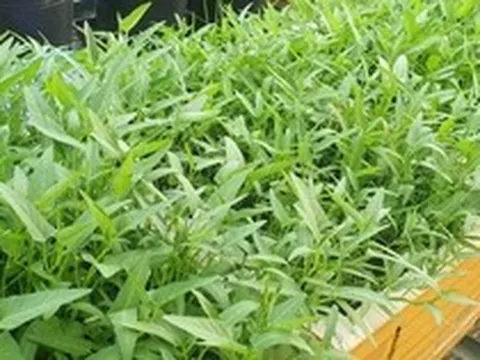 Lời khuyên dành cho những gia đình đang trồng rau muống