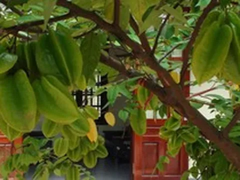 5 cây ăn quả tránh trồng trước nhà
