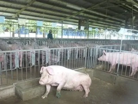Giá heo hơi hôm nay, 11-5: Tăng hai lần chỉ trong 3 ngày