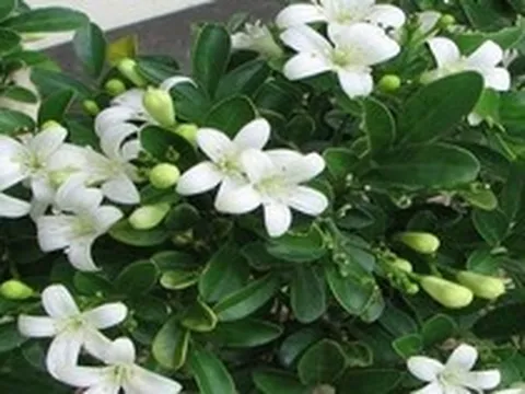 Lời khuyên dành cho những gia đình đang trồng cây nguyệt quế