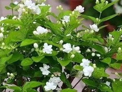 Lời khuyên dành cho những gia đình đang trồng hoa nhài