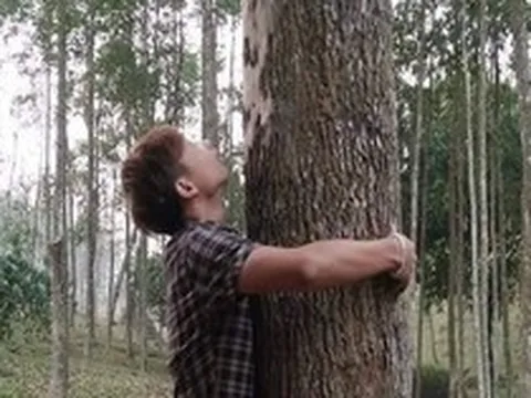 Loại gỗ được ví 'đắt hơn vàng', thế giới ráo riết cứu: Việt Nam từng ghi nhận chỉ 8 cây ngoài tự nhiên