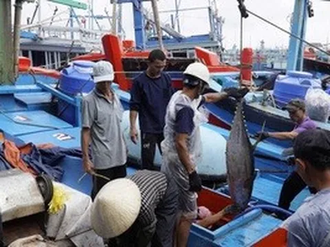 Gia Lai đề xuất xây dựng trung tâm đấu giá cá ngừ đại dương đầu tiên ở Đông Nam Á