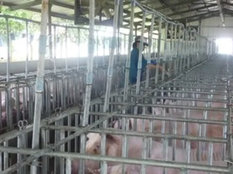 Giá heo hơi hôm nay, 13-5: Miền Bắc tăng tới 8.000 đồng/kg sau một tuần