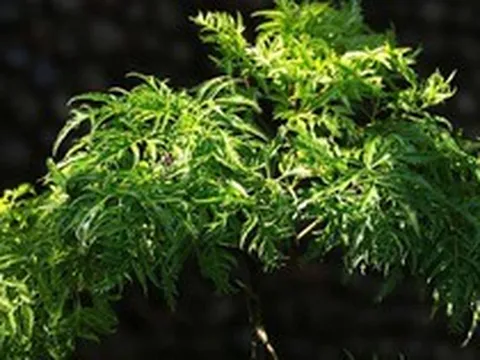 Vì sao người xưa thường trồng một cây đinh lăng trong nhà?