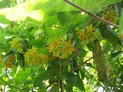 Lời khuyên dành cho những gia đình đang trồng cây thiên lý