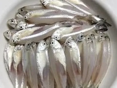 Loài cá có tên một loại hoa, với giá trị dinh dưỡng cao và tốt cho sức khỏe