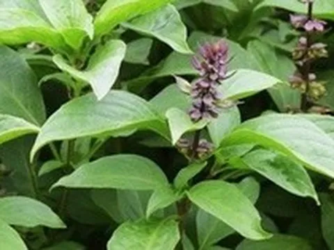 Lời khuyên dành cho những gia đình đang trồng rau húng quế