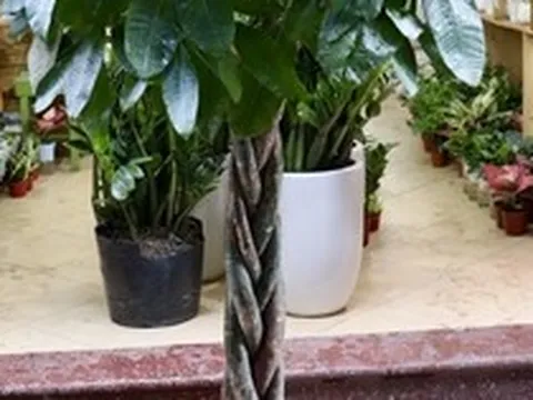 7 lý do nên trồng cây kim ngân trong nhà