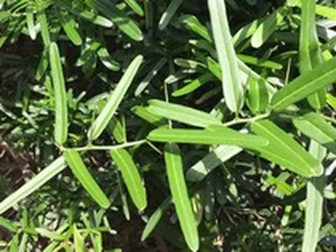 Ngỡ là cây dại ven đường, ai ngờ phần rễ bán tới 10 triệu/kg, vẫn có người mua
