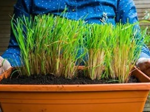5 lý do bạn nên trồng sả trong nhà