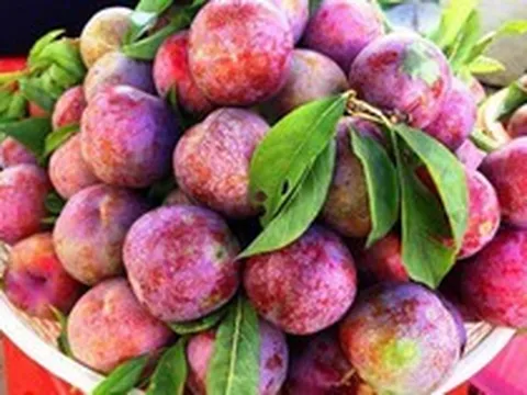 Loại quả chua ngọt đang chín rộ: Người than "nổi mụn", Đông y lại coi là thuốc “sinh tân dịch”, ăn đúng giúp giải nhiệt, đẹp da từ bên trong