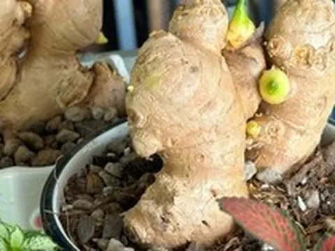 5 lý do nên trồng gừng trong nhà