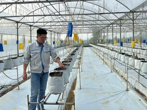 "Bỏ phố về quê" làm nông nghiệp, chàng trai xứ Nghệ thu tiền tỷ mỗi năm