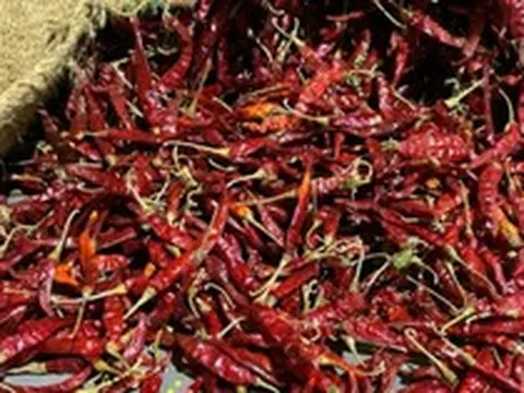 Sau sầu riêng, Lào sắp cạnh tranh với Việt Nam một loại ‘sản vật’ tại Trung Quốc: Láng giềng trồng khắp các tỉnh, nước ta đang trồng hàng chục nghìn ha