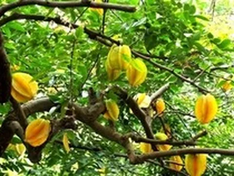 5 lý do vì sao bạn nên trồng 1 cây khế tại nhà