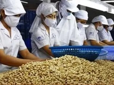 Ngành điều Việt Nam: Từ 'công xưởng chế biến' tới bài toán thương hiệu