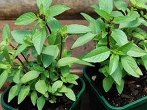 Lợi ích của cây húng quế