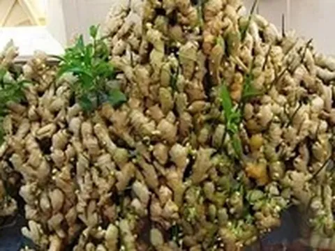 Lợi ích của trồng gừng