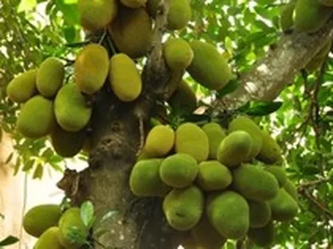 Lời khuyên cho các gia đình trồng cây mít