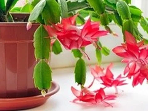 Có nên trồng Lan Càng Cua trước cửa nhà không?