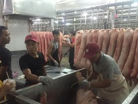 Giá heo hơi hôm nay, 19-5: Tăng ở chợ đầu mối