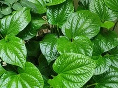 4 lý do nên trồng lá lốt trong nhà