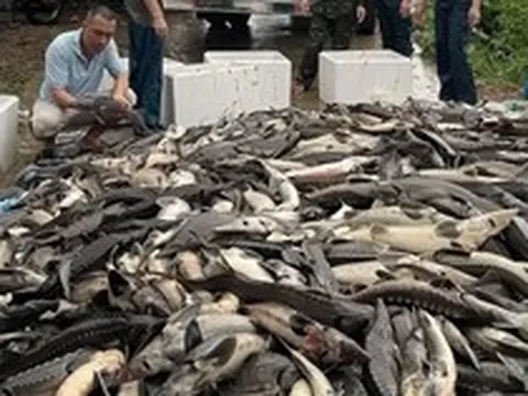 Mưa lũ cuốn trôi giấc mơ cá tầm nơi vùng cao Quảng Ninh