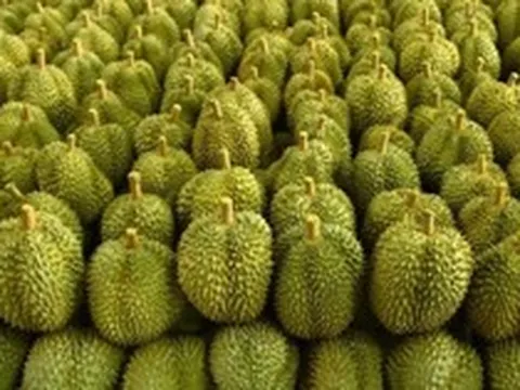 Việt Nam đón tin vui cùng lúc từ Campuchia và Malaysia
