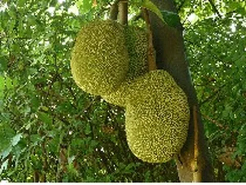 5 loại cây ăn quả tránh trồng sau nhà: Dễ gây họa cho gia chủ