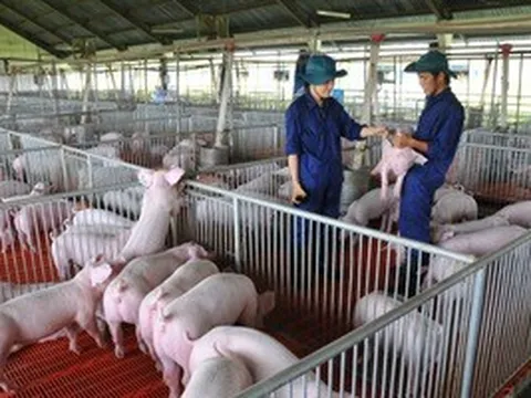 Giá heo hơi hôm nay, 21-5: Có biến động ở hai đầu vùng miền
