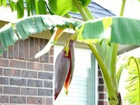 3 lý do phong thủy khiến nhiều người tránh trồng chuối trước nhà
