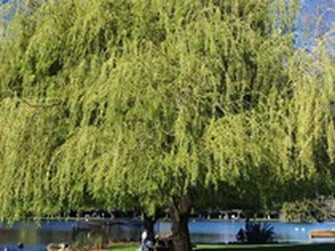 6 loại cây chớ nên trồng trong sân nhà