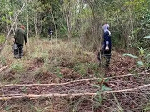Loài cây kỳ lạ chỉ ra "lộc" một lần trong năm: Người dân canh đúng mùa để hái bán, thu tiền triệu mỗi ngày